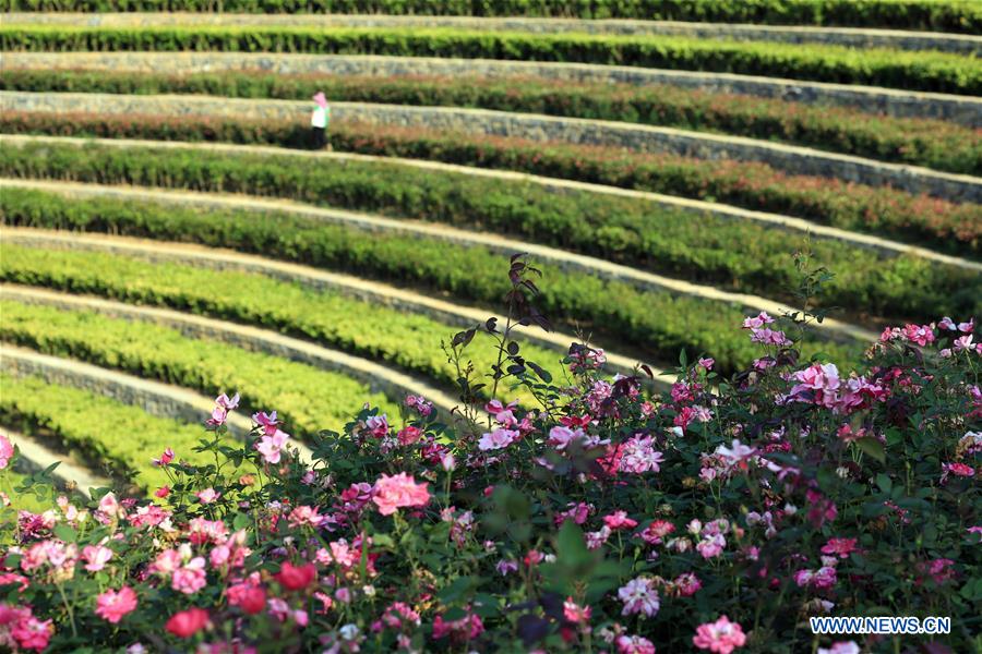 #CHINA-GUIZHOU-TERRACED FIELDS (CN)