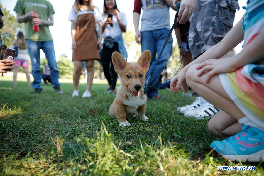 U.S.-WASHINGTON D.C.-CORGIS