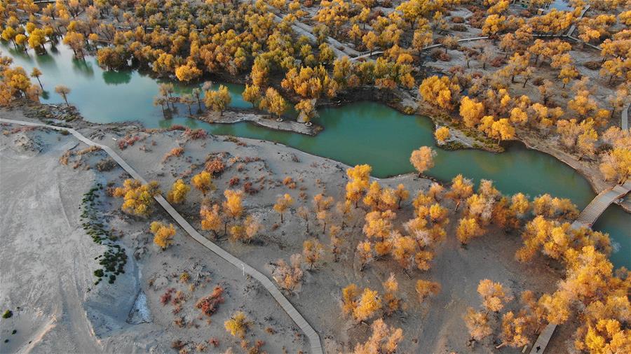 CHINA-INNER MONGOLIA-POPULUS EUPHRATICA-SCENERY (CN)