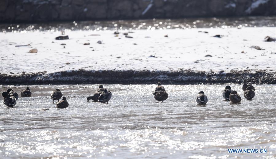 CHINA-QINGHAI-MIGRATORY BIRDS (CN)