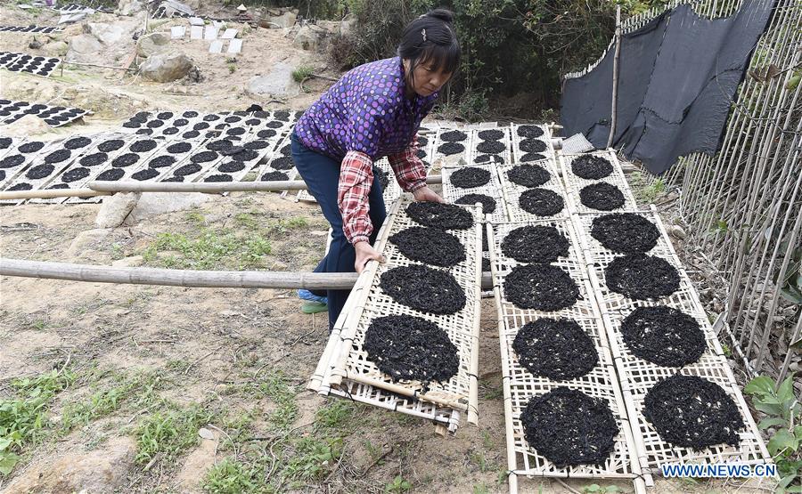 #CHINA-GUANGDONG-NAN'AO-DRIED LAVER (CN)