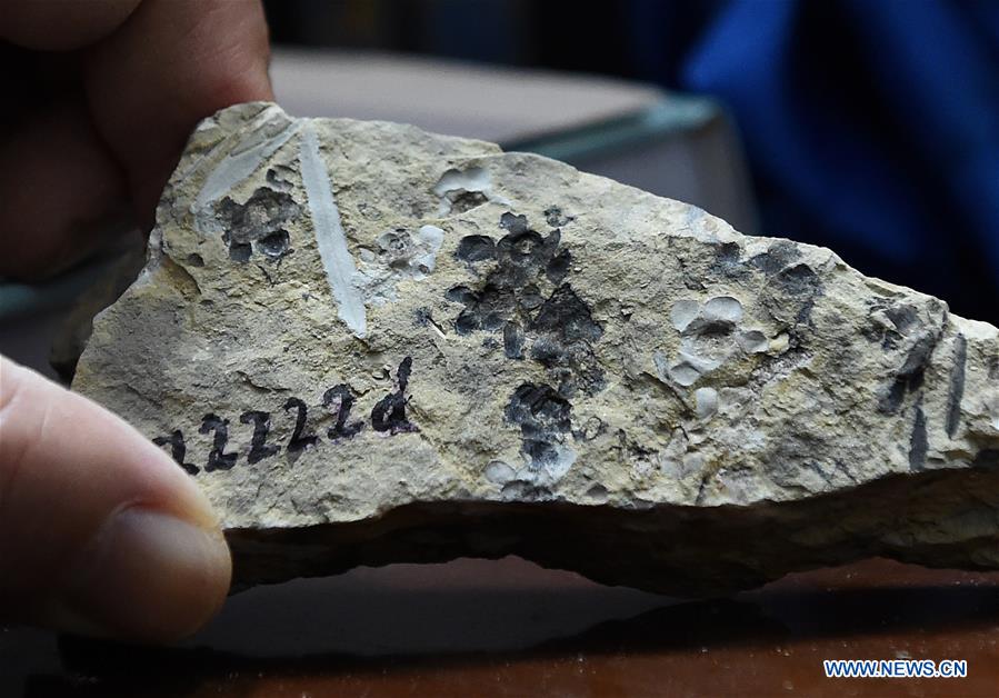 CHINA-NANJING-WORLD'S EARLIEST FOSSIL FLOWERS-RESEARCH ACHIEVEMENTS RELEASE (CN)