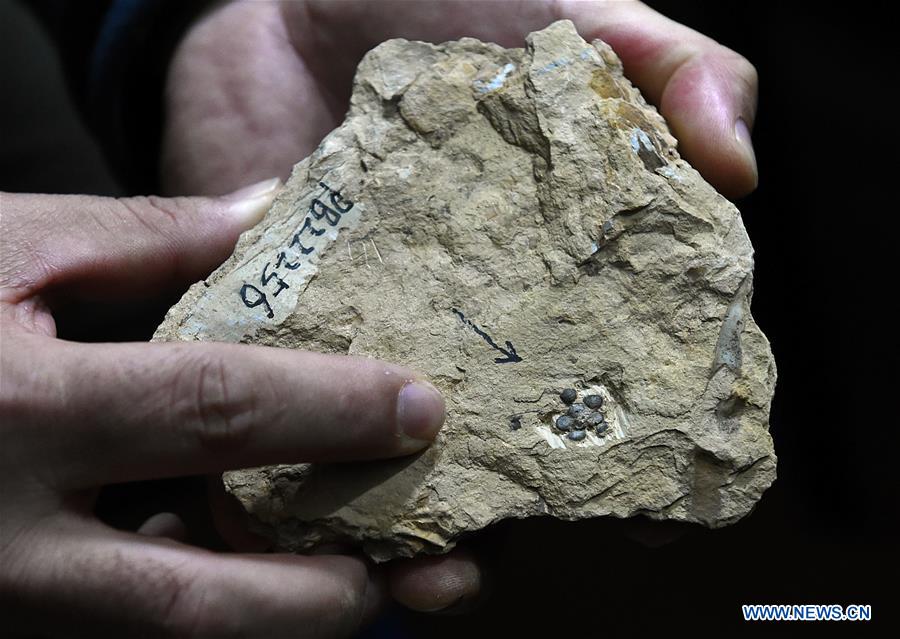 CHINA-NANJING-WORLD'S EARLIEST FOSSIL FLOWERS-RESEARCH ACHIEVEMENTS RELEASE (CN)