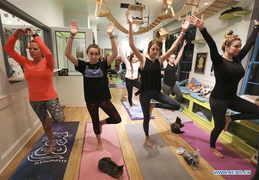 U.S.-HOUSTON-YOGA-CATS