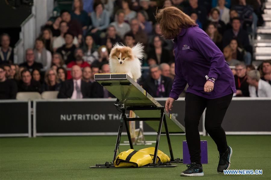 U.S.-NEW YORK-DOG-AGILITY COMPETITION