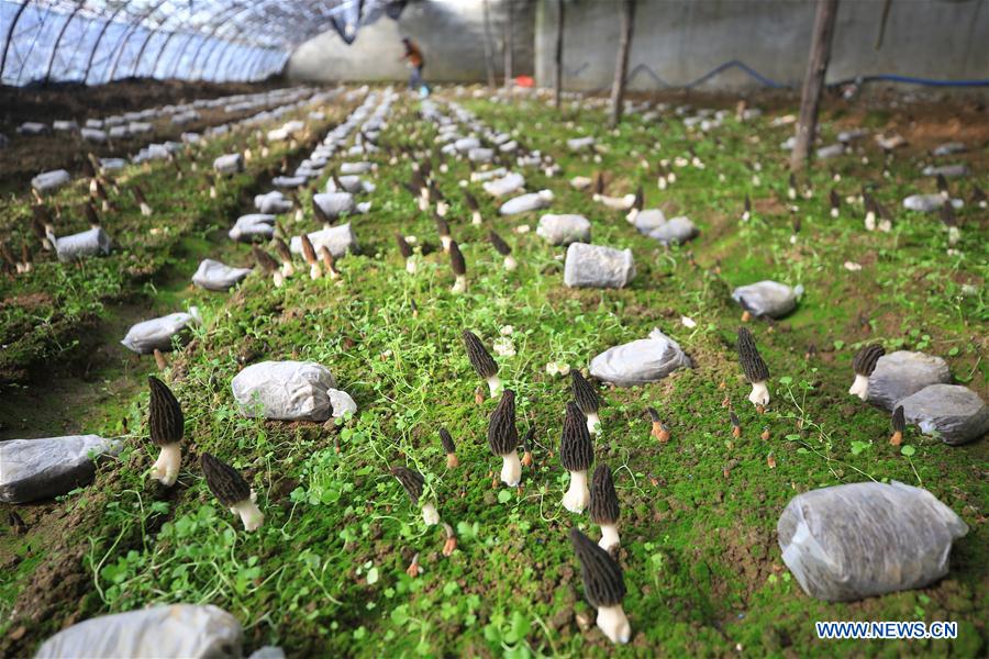 #CHINA-EARLY SPRING-AGRICULTURE (CN)