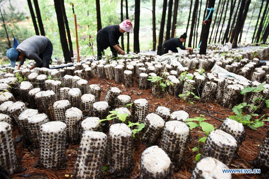CHINA-GUIZHOU-JIANHE-AGRICULTURE-EDIBLE FUNGI (CN)
