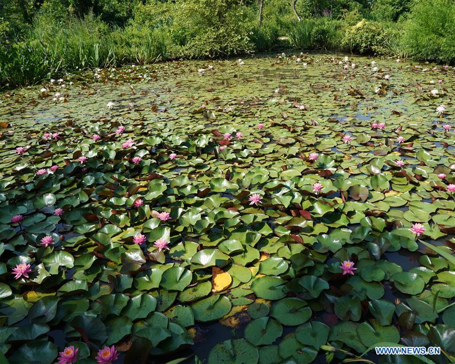 U.S.-WASHINGTON D.C.-SUMMER-GARDEN-SCENERY