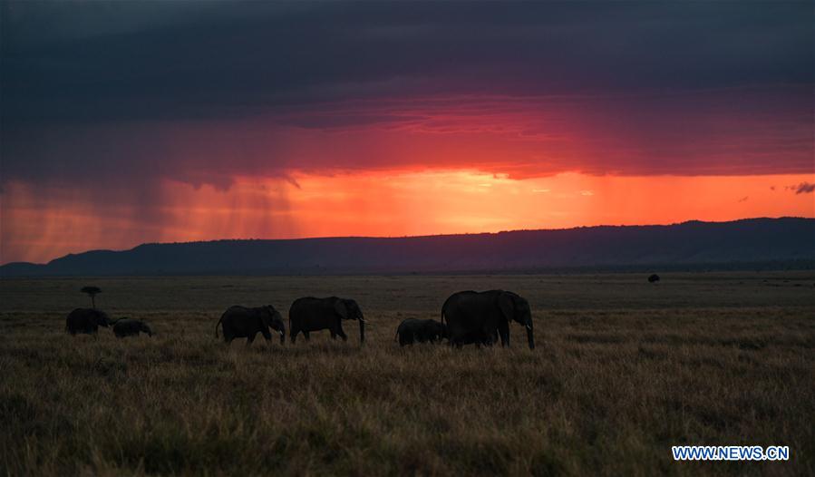 KENYA-ECOLOGY-CHINA-BEIJING-HORTICULTURAL EXPO-KENYA DAY