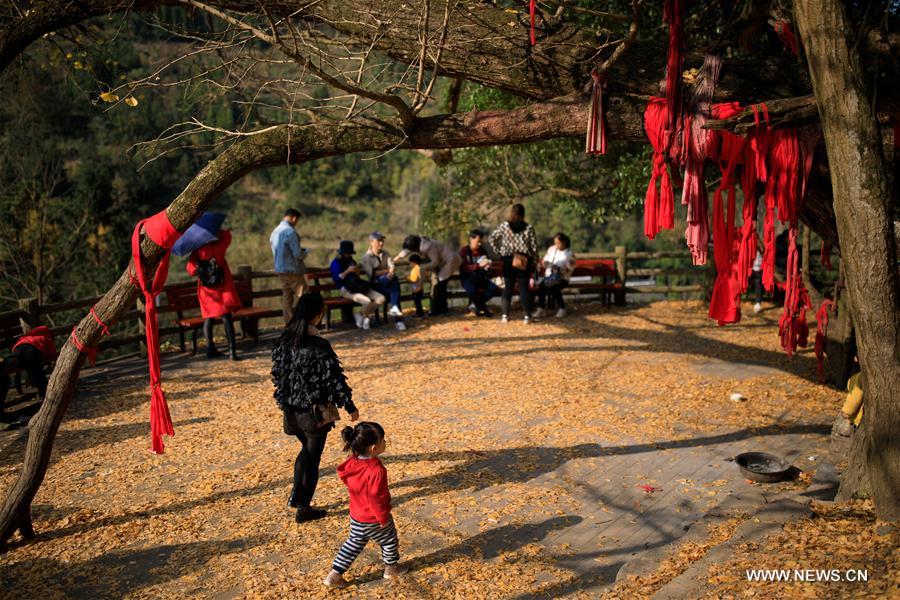 CHINA-GUIZHOU-GUIYANG-GINKGO TREE (CN)