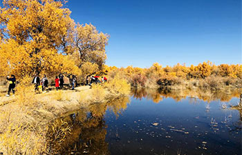 Autumn scenery of populus euphratica forest in China's Gansu