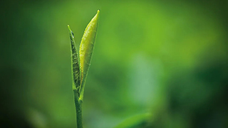 這片樹(shù)葉，改變了世界！