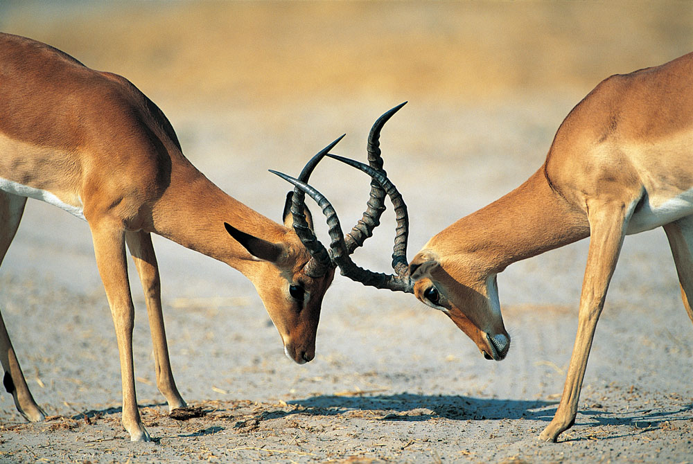 方正集團三高管接受調(diào)查 方正、政泉纏斗始末