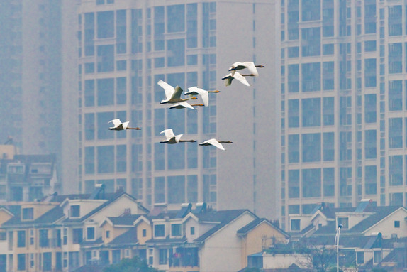 江西經(jīng)濟(jì)轉(zhuǎn)型求變：注入生態(tài)、創(chuàng)新、智能多重因子