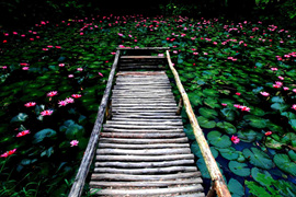 踱步花間，邂逅美麗