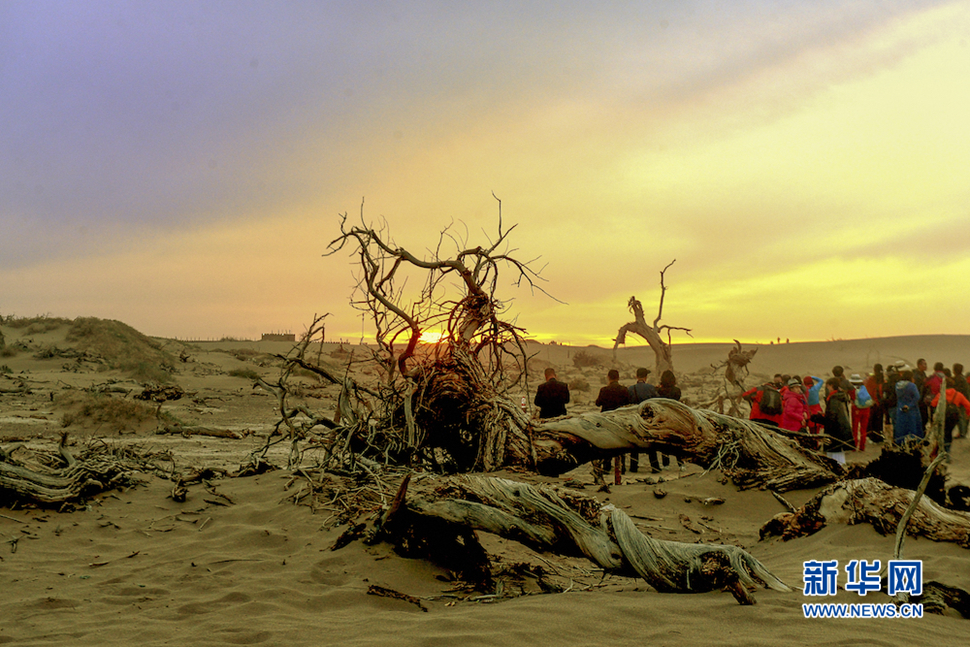 千年胡楊，不朽傳奇