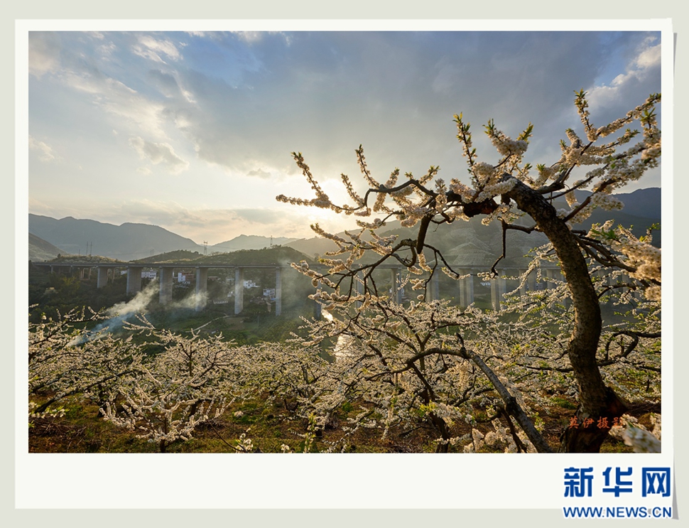 李花白，彩霞紅，春意濃