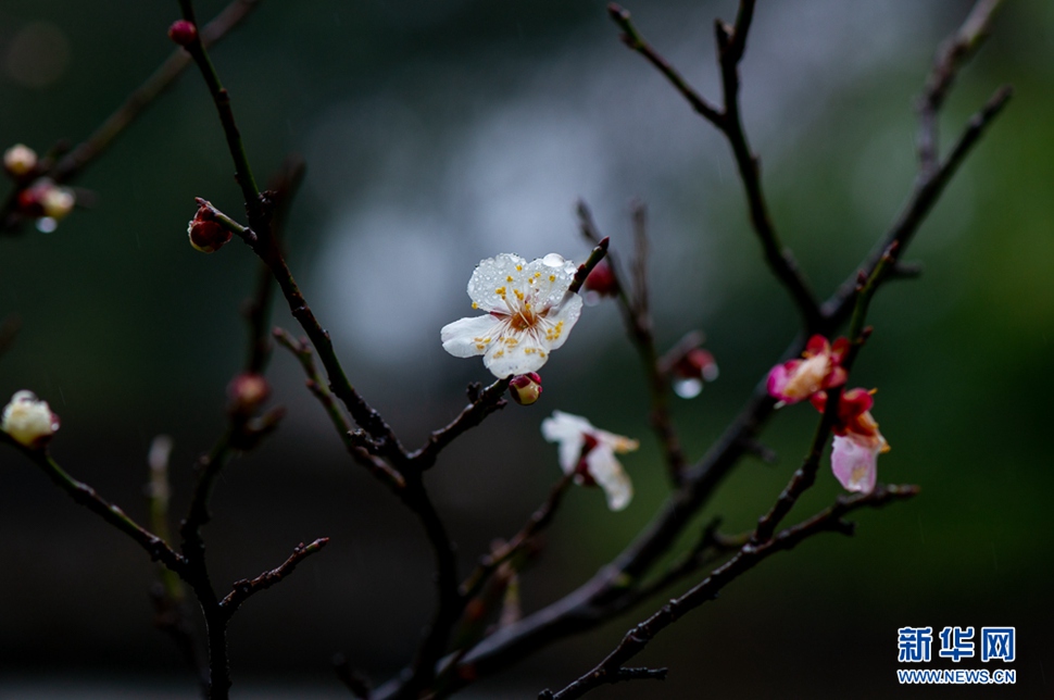 疏影橫斜，暗香浮動