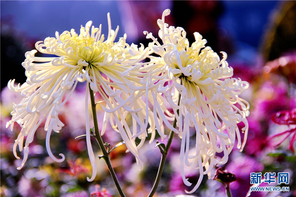 金秋時節(jié)，菊潤車城