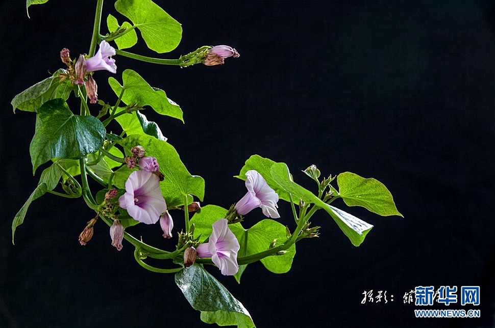 《我家的紅薯花》