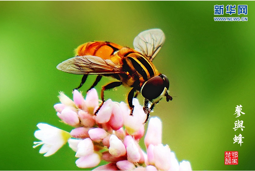 蓼與蜂、蜘蛛