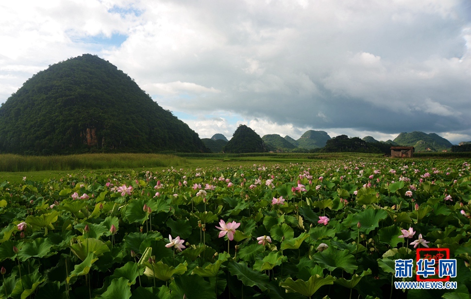 一生一世，萬畝荷花