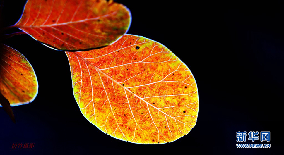 《紅葉谷金秋華章》