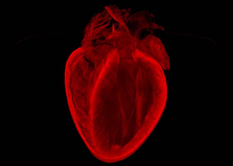 老鼠心臟醫(yī)學圖像變身絕美藝術(shù)品【圖】