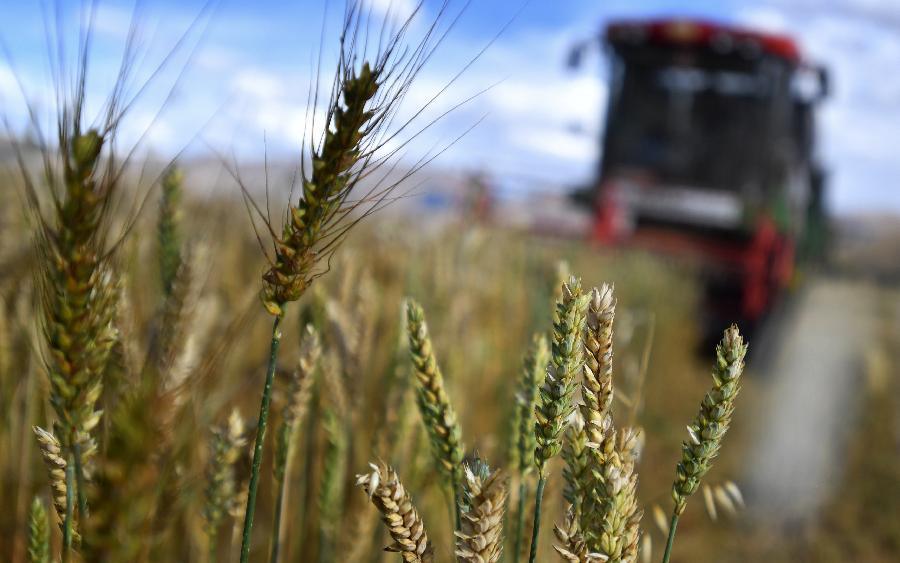 豐收的喜悅！看，各地秋收忙
