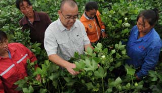 盧懷玉：當(dāng)棉農(nóng)的感覺挺好！