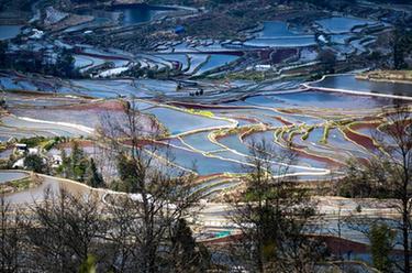 云南元陽(yáng):哈尼梯田春光好