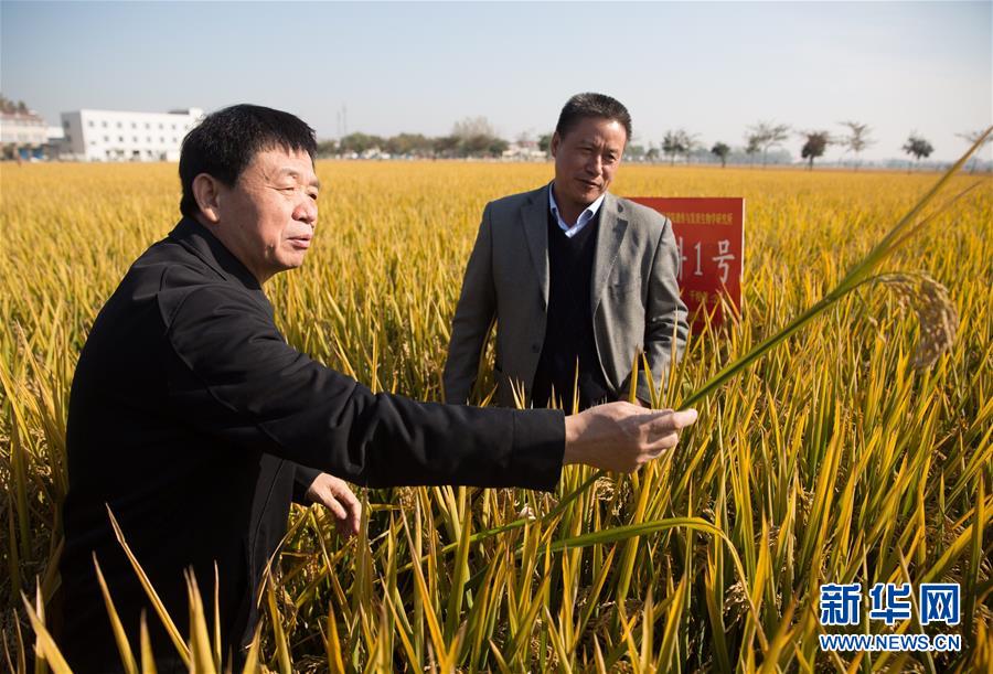 （新華視點(diǎn)&middot;圖文互動(dòng)）（1）國家科技獎(jiǎng)3項(xiàng)授予&ldquo;水稻科學(xué)家&rdquo;，預(yù)示百姓飯碗將發(fā)生哪些革命？