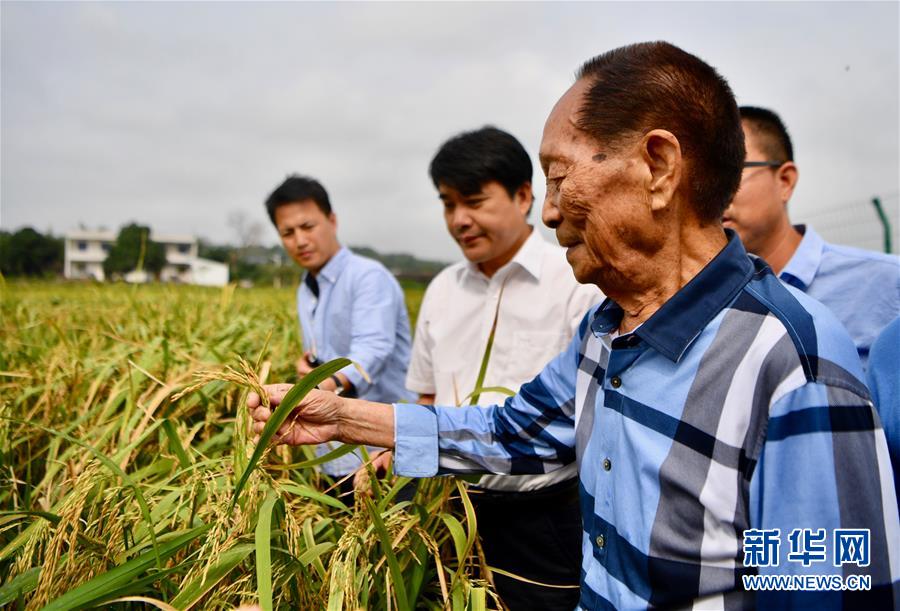 （新華視點(diǎn)&middot;圖文互動(dòng)）（2）國家科技獎(jiǎng)3項(xiàng)授予&ldquo;水稻科學(xué)家&rdquo;，預(yù)示百姓飯碗將發(fā)生哪些革命？