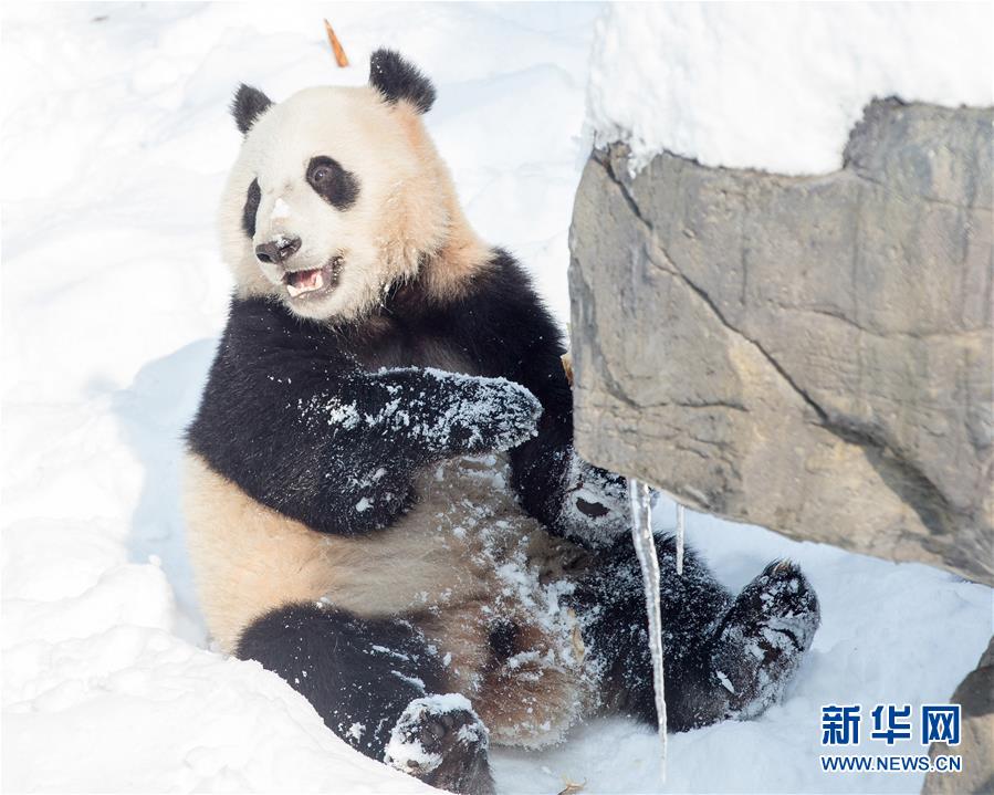 #（環(huán)境）（1）熊貓&ldquo;戲&rdquo;雪