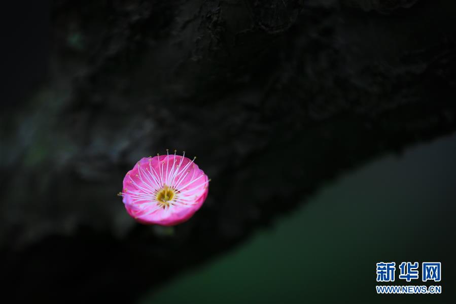 #（視&middot;覺）（2）猶有花枝俏