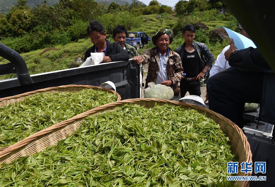 （經(jīng)濟）（1） 西藏墨脫：茶業(yè)變成致富&ldquo;金葉&rdquo;