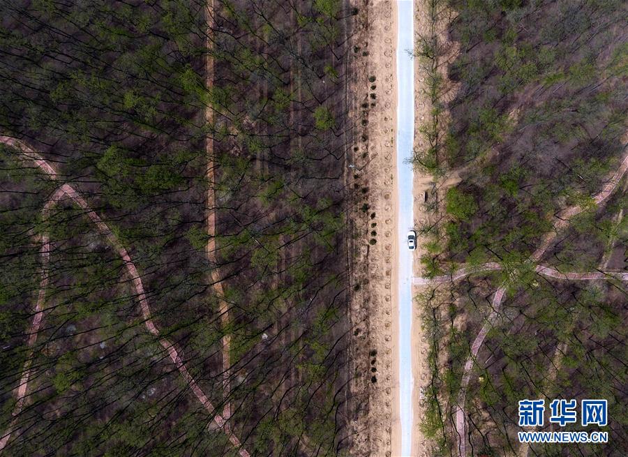 （在習(xí)近平新時(shí)代中國(guó)特色社會(huì)主義思想指引下&mdash;&mdash;新時(shí)代新氣象新作為&middot;圖文互動(dòng)）（5）河南民權(quán)：三代造林人接力68年播綠黃河故道