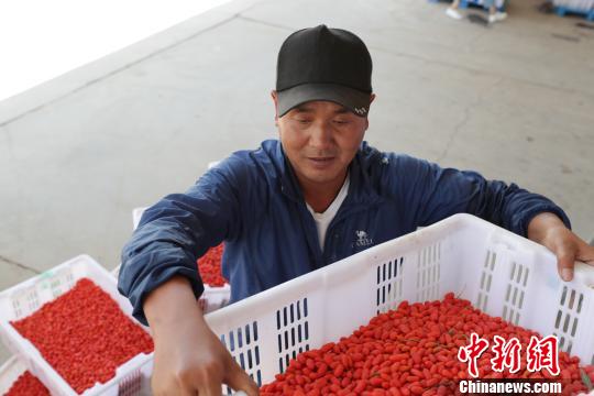 寧夏:枸杞產(chǎn)業(yè)幫助村民摘掉“窮帽子”