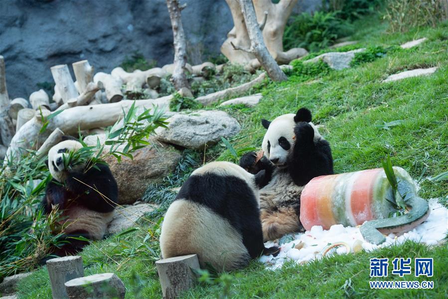 （社會(huì)）（5）澳門(mén)大熊貓&ldquo;健健&rdquo;&ldquo;康康&rdquo;迎來(lái)2周歲生日