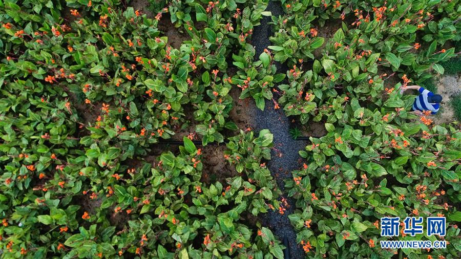 （在習近平新時代中國特色社會主義思想指引下&mdash;&mdash;新時代新作為新篇章&middot;圖文互動）（5）稀奇！治污濕地成了休閑公園&mdash;&mdash;江蘇蘇州全域推進農(nóng)村生活污水治理