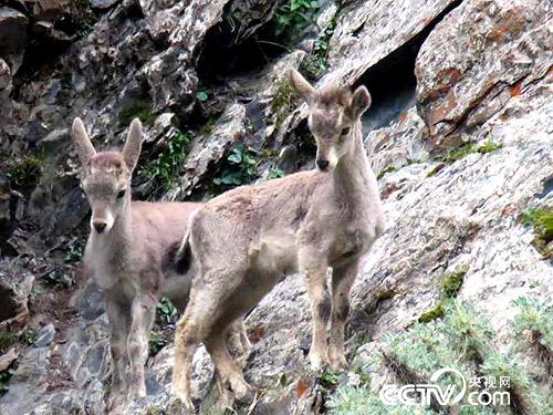 久美扎西拍攝的野生動(dòng)物。
