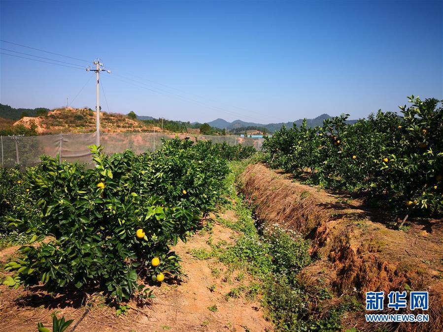 （在習近平新時代中國特色社會主義思想指引下&middot;慶祝改革開放40周年&middot;協(xié)調(diào)發(fā)展&middot;圖文互動）（4）臍橙&ldquo;三變&rdquo;見證40年變遷