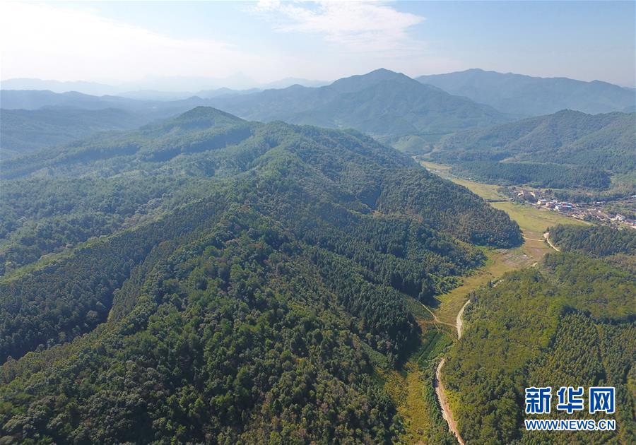 (在習近平新時代中國特色社會主義思想指引下·慶祝改革開放40周年·綠色發(fā)展·圖文互動)(3)向陽花木易為春——綠色發(fā)展之“木”的故事