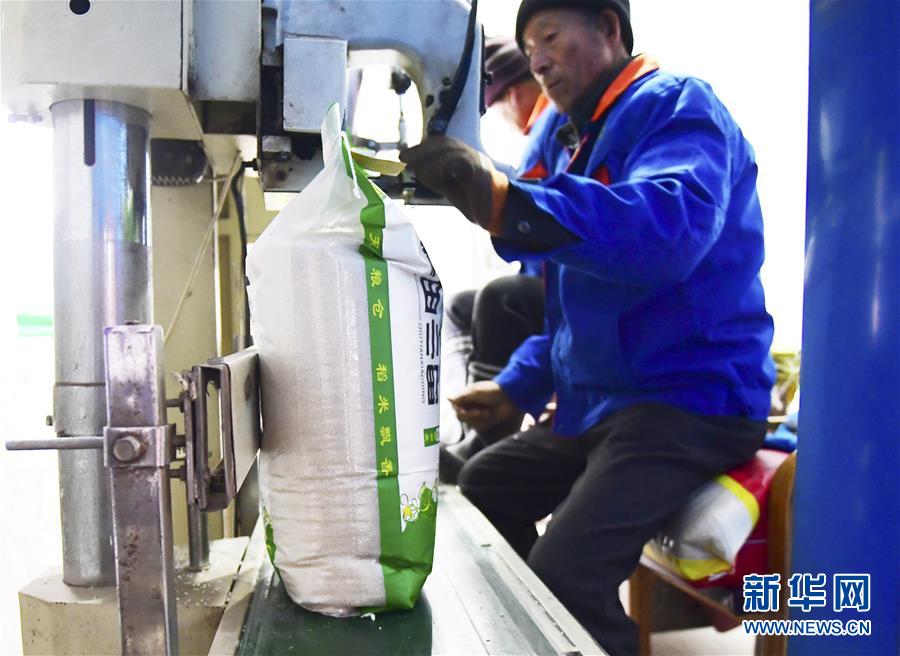 (在習(xí)近平新時(shí)代中國(guó)特色社會(huì)主義思想指引下——新時(shí)代新作為新篇章·鄉(xiāng)村振興戰(zhàn)略·圖文互動(dòng))(3)吉林榆樹(shù):產(chǎn)糧“冠軍縣”大旱之年從容應(yīng)對(duì)減產(chǎn)考驗(yàn)