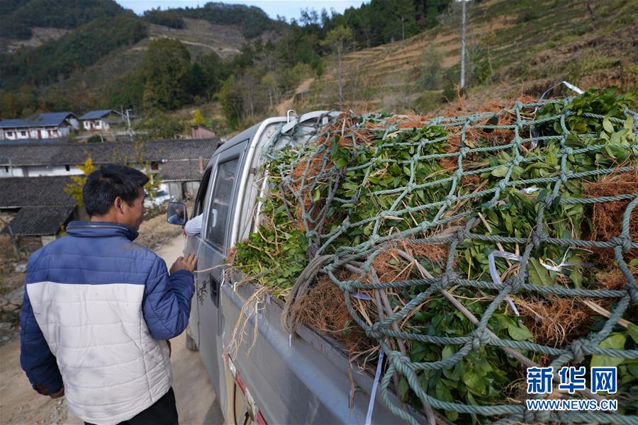 （在習(xí)近平新時代中國特色社會主義思想指引下&middot;慶祝改革開放40周年&middot;共享發(fā)展&middot;圖文互動）（1）&ldquo;浙江親人&rdquo;請心安 白茶苗已種滿山&mdash;&mdash;浙江安吉捐贈四川青川白茶苗種植地探訪