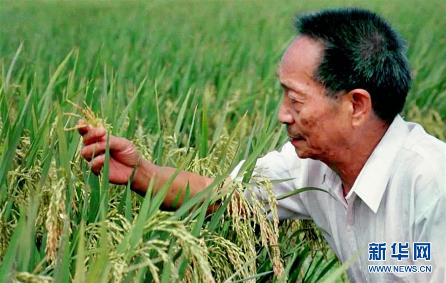 （改革先鋒風(fēng)采&middot;圖文互動）（1）一顆稻谷的&ldquo;中國貢獻&rdquo;&mdash;&mdash;袁隆平的追夢路