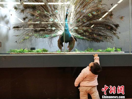 圖為展覽現(xiàn)場?！『h航 攝