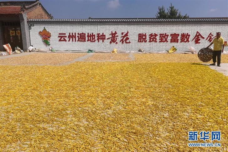 （在習(xí)近平新時代中國特色社會主義思想指引下&mdash;&mdash;新時代新作為新篇章&middot;鄉(xiāng)村振興戰(zhàn)略&middot;圖文互動）（2）一株忘憂草，萬家喜眉梢&mdash;&mdash;山西省大同市云州區(qū)黃花產(chǎn)業(yè)扶貧觀察