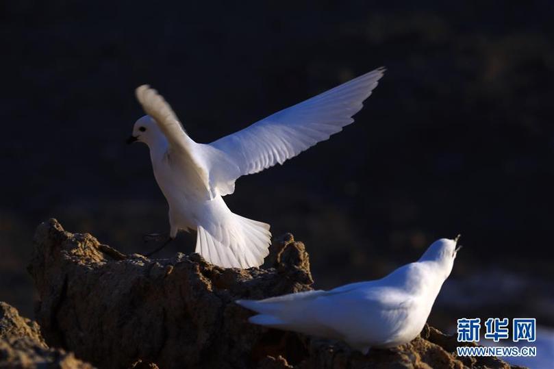 (第35次南極科考·圖文互動)(1)中國首次利用紅外相機自動監(jiān)測南極雪海燕