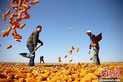 資料圖。農(nóng)民揮動鐵锨晾曬玉米，使得滿地盡帶&ldquo;黃金甲&rdquo;，成為一道靚麗的風(fēng)景線。趙琳 攝